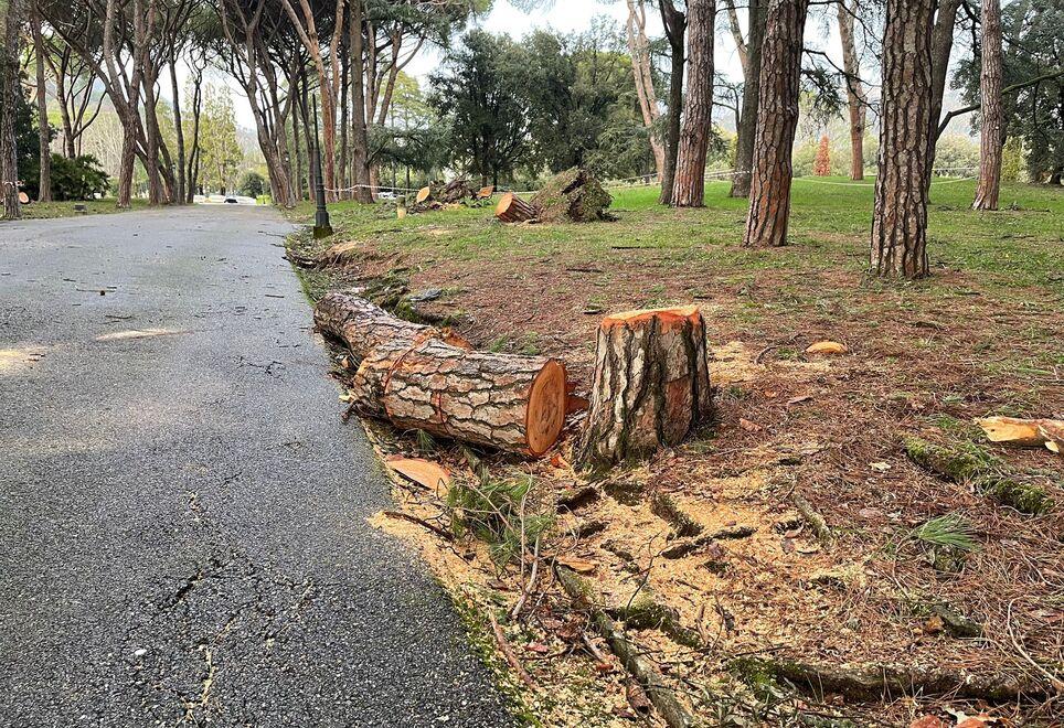 Resti degli alberi caduti nella pineta di Montecatini (foto Nucci/Innocenti)