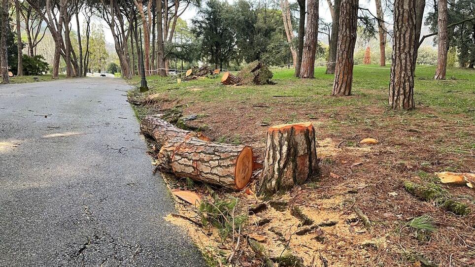 Resti degli alberi caduti nella pineta di Montecatini (foto Nucci/Innocenti)