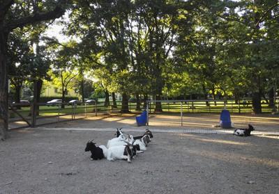 Reggio Emilia, le caprette tornano al parco delle Caprette