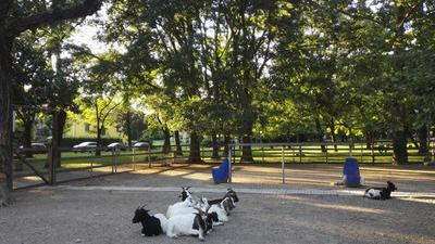 Reggio Emilia, le caprette tornano al parco delle Caprette