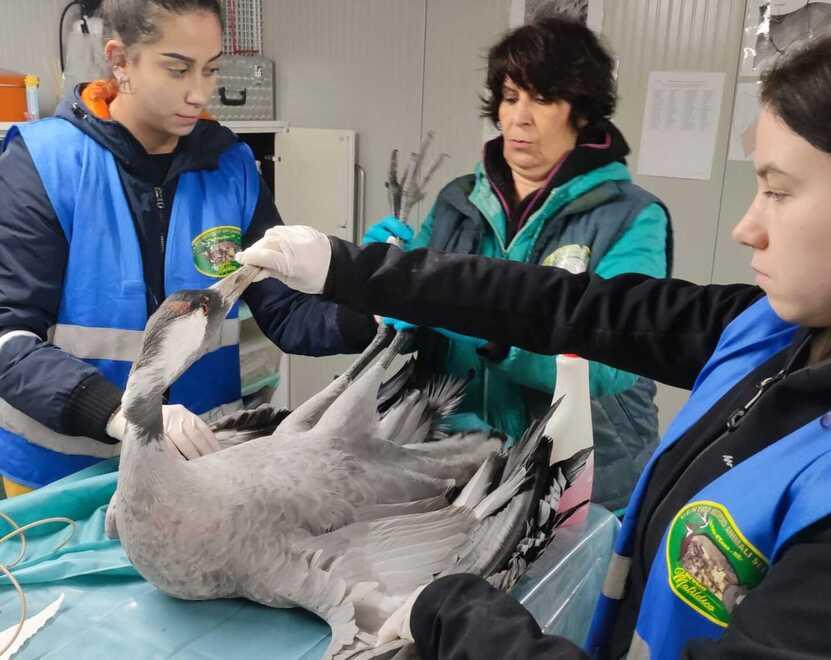 Gru in migrazione muiono in traversata: scattano le analisi