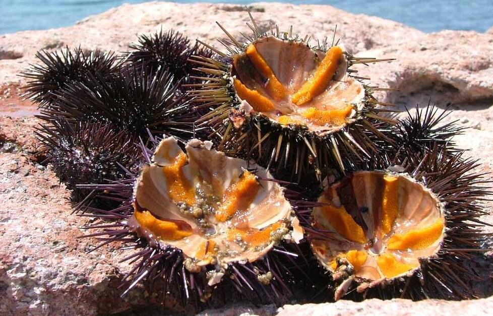 Paolo Mossone: «Sì alla pesca dei ricci ma non così: siamo a un passo dall’estinzione»