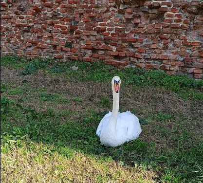 Ferrara Cigno ferito nel sottomura, salvato e portato alla Lipu