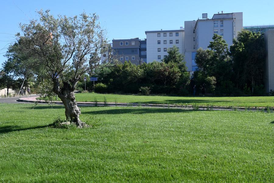 
	L&rsquo;ospedale San Martino di Oristano

