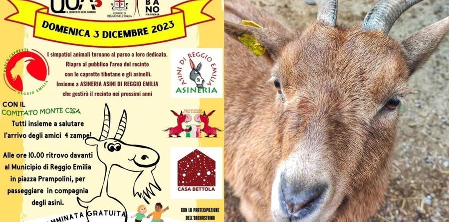 Reggio Emilia, le caprette tornano al parco del Crostolo