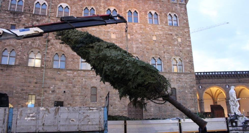 L’arrivo da Pistoia dell’albero di Natale