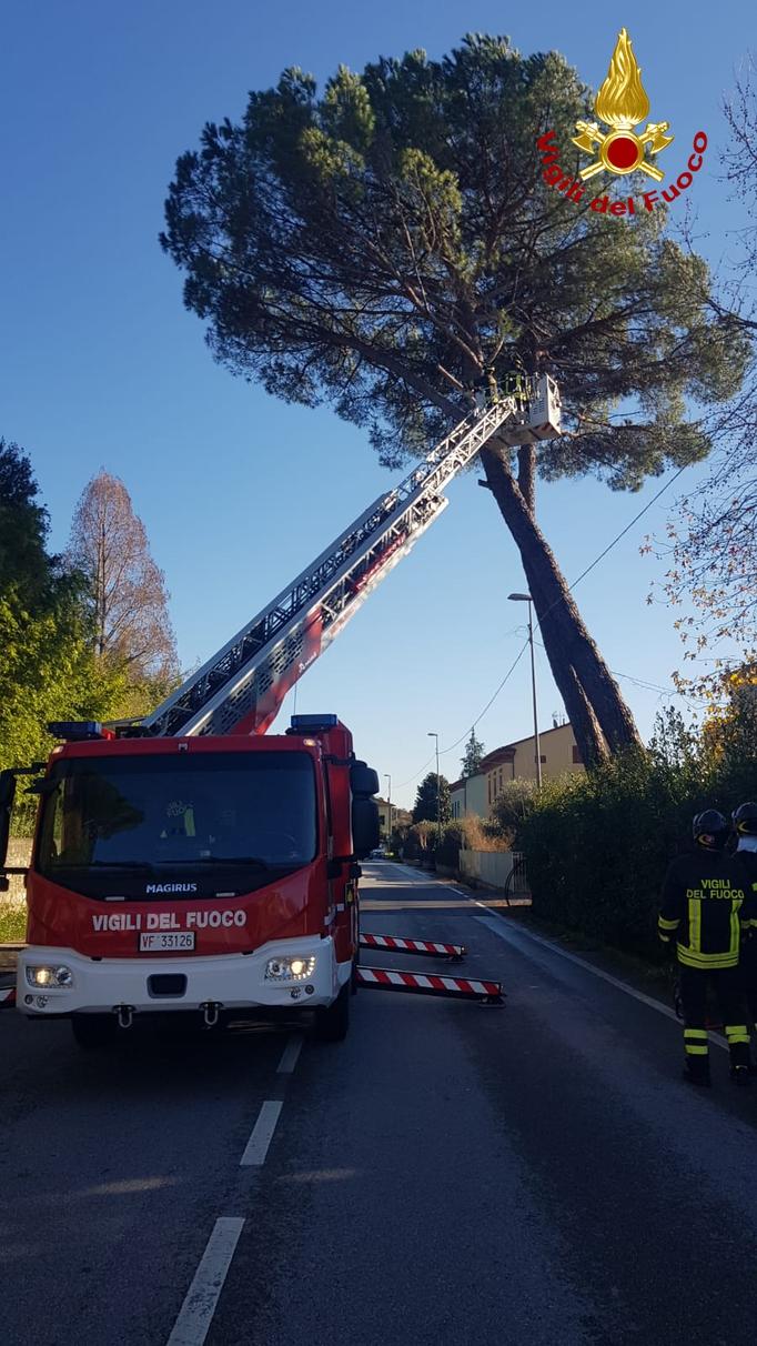 Lucca, abbattuto pino pericolante – Video