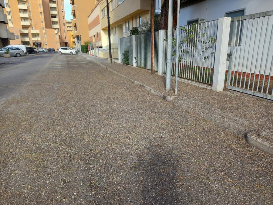 
	Il tappeto di guano maleodorante di fronte all'ingresso della dialisi in via Busachi

