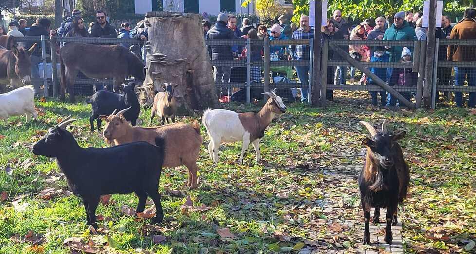 Nilde, Gabrina e le altre : le caprette sono tornate al Parco del Crostolo