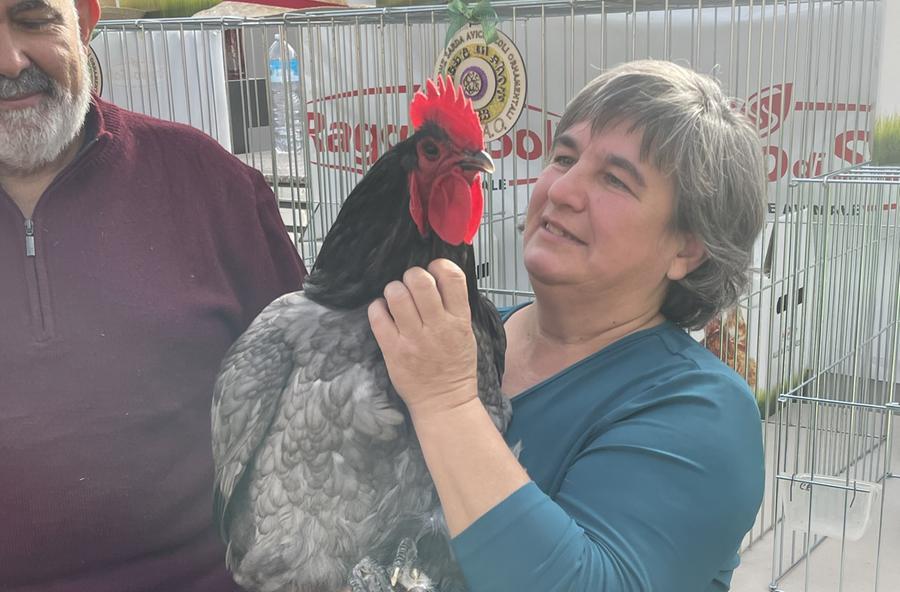 La più bella miss dell’isola è una gallina ovaiola australiana