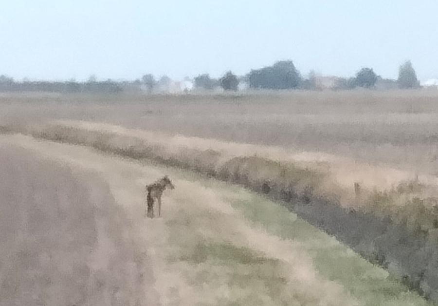 Dogato, faccia a faccia tra un agricoltore e un lupo in campagna