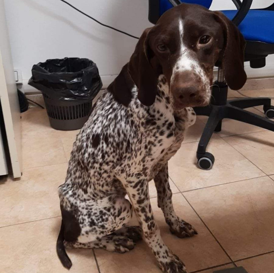 Vagava a Cecina, il cane è stato portato al canile comunale di Livorno