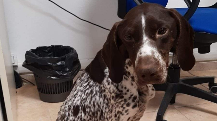 Vagava a Cecina, il cane è stato portato al canile comunale di Livorno