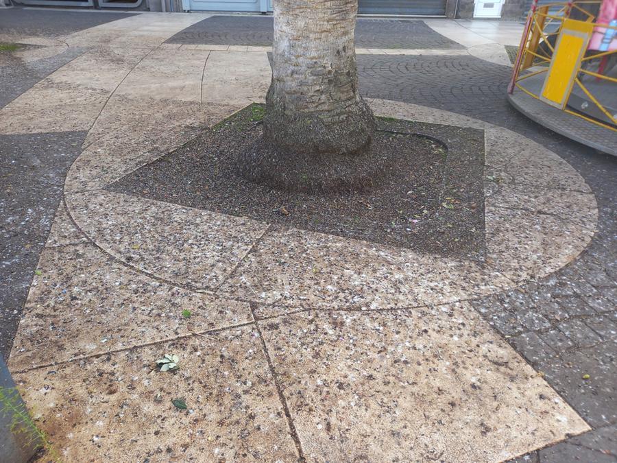 
	Via Busachi ieri 4 dicembre invasa dal guano degli storni

