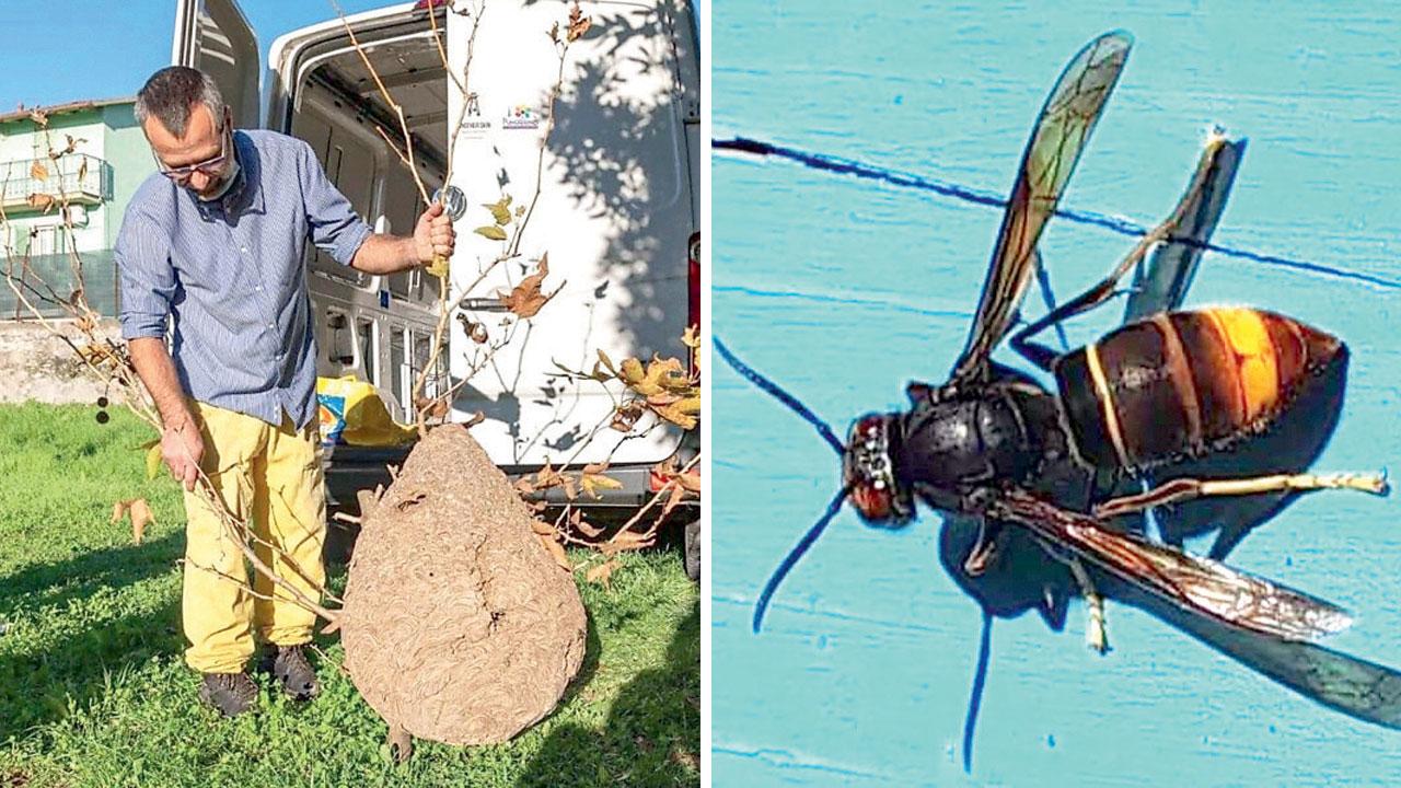 Versilia, triplicati i nidi di vespa velutina: «Minaccia mortale per le nostre api». Il metodo Z e i rischi