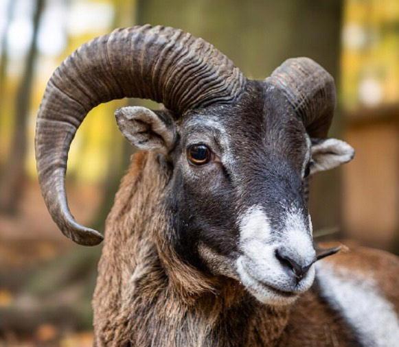Giglio, eliminati tutti i mufloni: 52 catturati, 35 uccisi. La rabbia degli animalisti