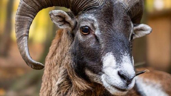 Giglio, eliminati tutti i mufloni: 52 catturati, 35 uccisi. La rabbia degli animalisti