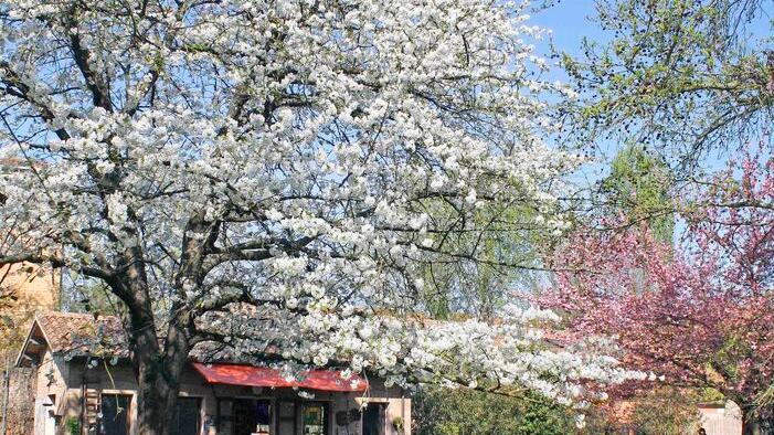 Ferrara, a palazzo Schifanoia il nuovo dehor per il bar