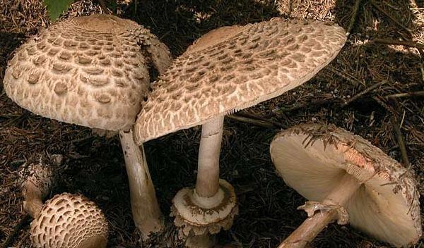 Fungaioli inesperti a Sassari e Alghero: 2 persone in ospedale e 4 gatti intossicati