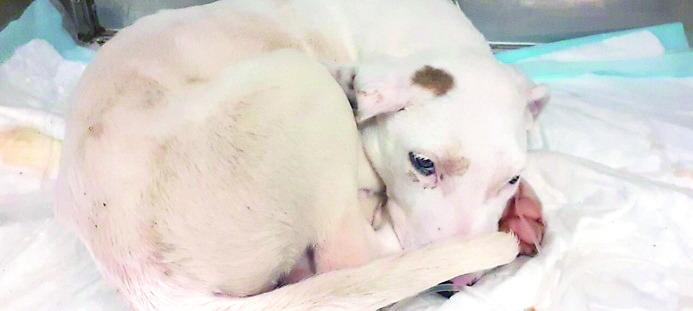 La denuncia: «Cani malati portati illegalmente a Carpi, siamo costretti a chiudere il canile»