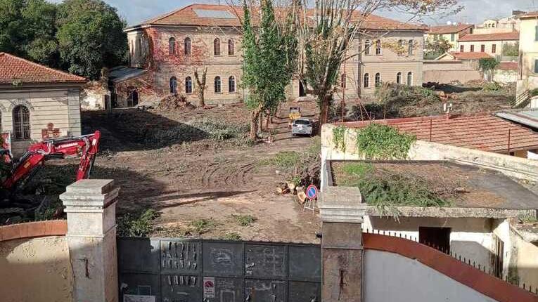Pisa, alberi abbattuti all'ex distretto militare: «Motivazioni poco chiare»<br>