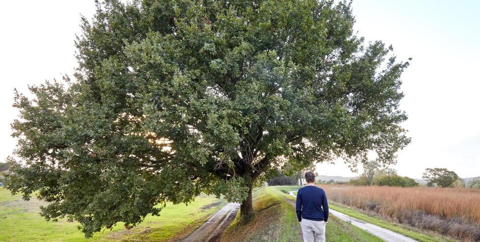 Empoli, 800 alberi a rischio: al via analisi e controlli