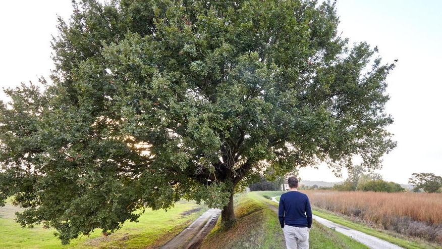Empoli, 800 alberi a rischio: al via analisi e controlli