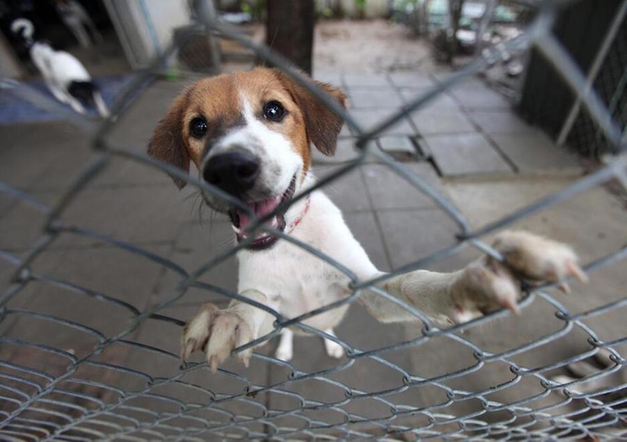 Montecatini, recuperi simulati di cani randagi: 2 condanne e 5 patteggiamenti