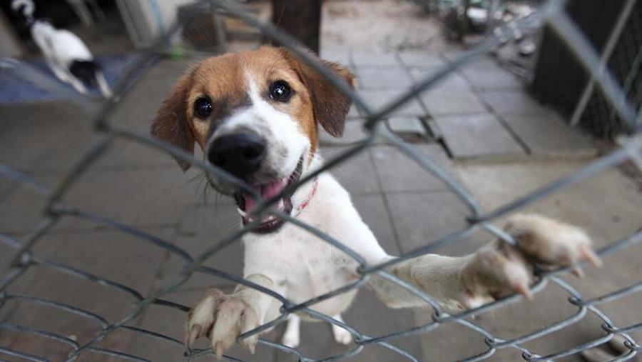 Montecatini, recuperi simulati di cani randagi: 2 condanne e 5 patteggiamenti