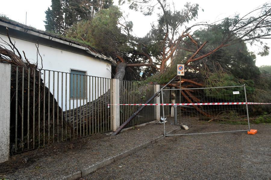 
	Il pino crollato in via Busachi nel giardino della scuola media Leonardo Alagon (il servizio fotografico &egrave; di Francesco Pinna)

