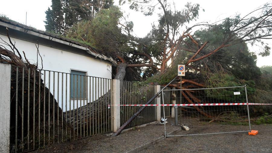 
	Il pino crollato in via Busachi nel giardino della scuola media Leonardo Alagon (il servizio fotografico &egrave; di Francesco Pinna)

