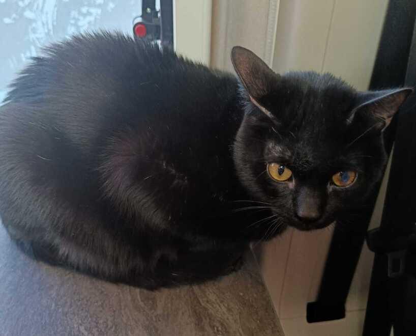 
	Il gatto Nerone

