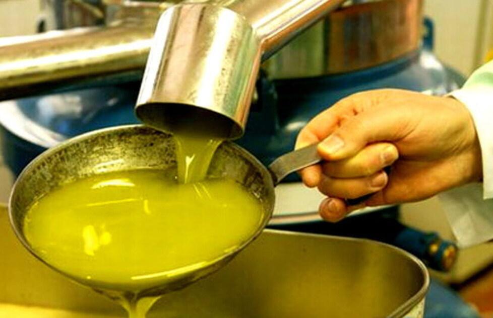 Una fase della spremitura delle olive per ottenere l’olio (foto d’archivio)