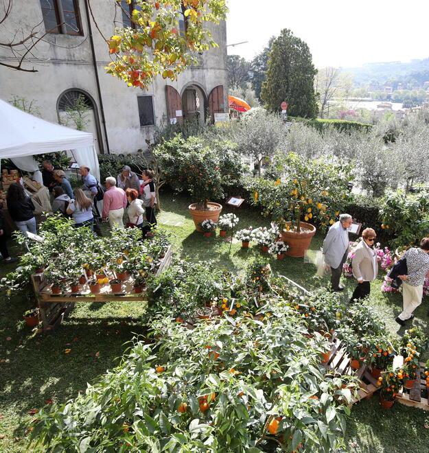 Pescia, altre due ipotesi per l’Anzilotti. «Alberghiero o agrario di Pistoia»