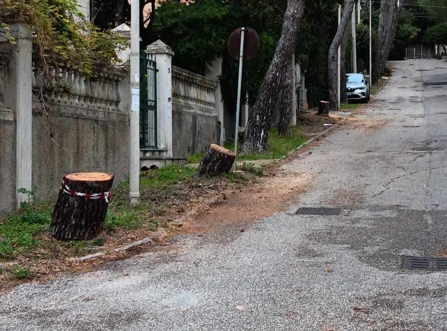 Livorno, il consiglio di zona: «Pini abbattuti a Quercianella senza fornire avvisi né spiegazioni»