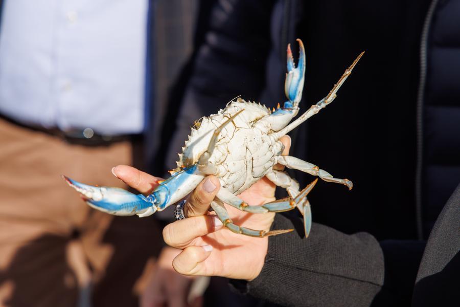Granchio blu, dieci piatti per la cena di Natale