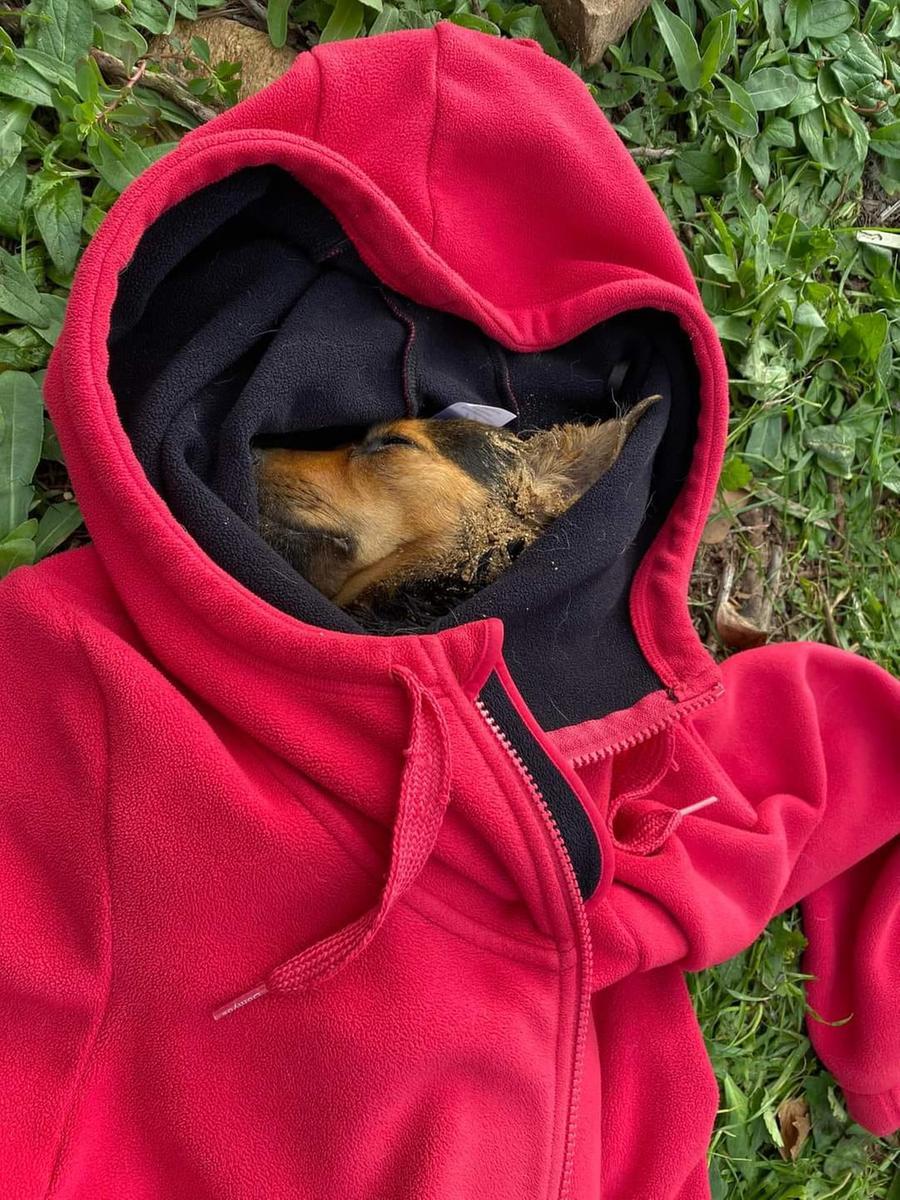 Siniscola: «Il mio cane morto in attesa dell’ambulanza veterinaria»