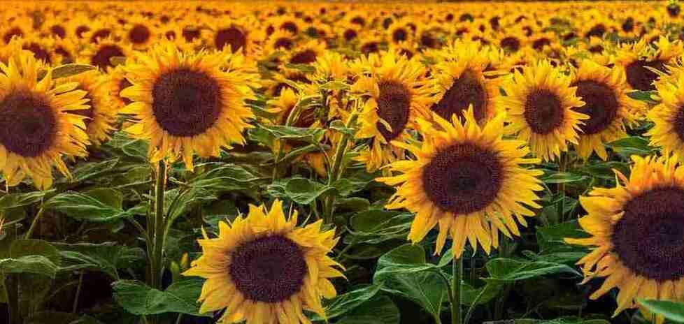 Perché aderire al progetto la Nuova@Scuola: la risposta di tre studentesse del Galilei di Macomer che si sono ispirate a Van Gogh