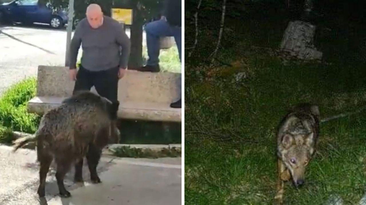 Lupi tra le Mura e cinghiali in Passeggiata, in Toscana città invase dagli animali selvatici