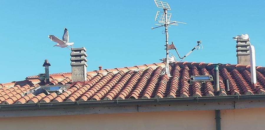 Livorno e i gabbiani: la conquista urbana del mefistofelico pennuto è cosa fatta