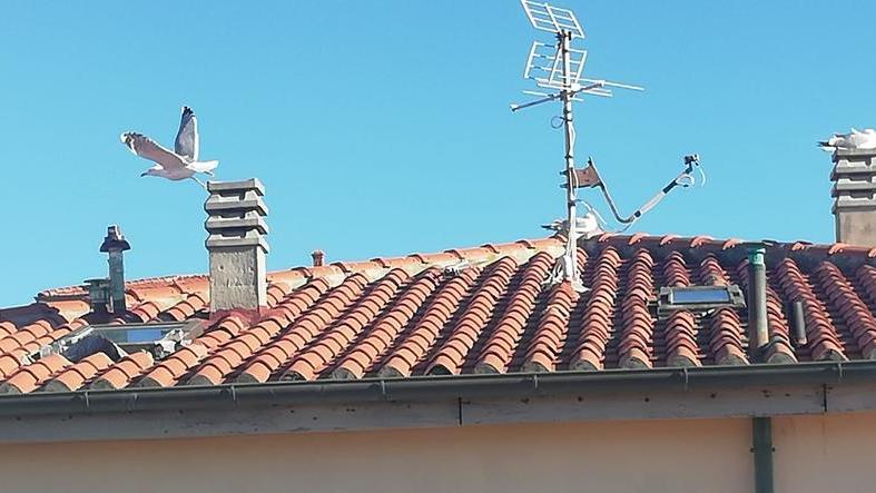 Livorno e i gabbiani: la conquista urbana del mefistofelico pennuto è cosa fatta