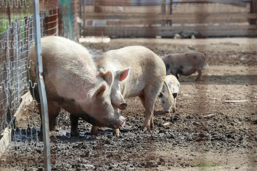 Peste suina, sconfitto l’ultimo focolaio a Dorgali