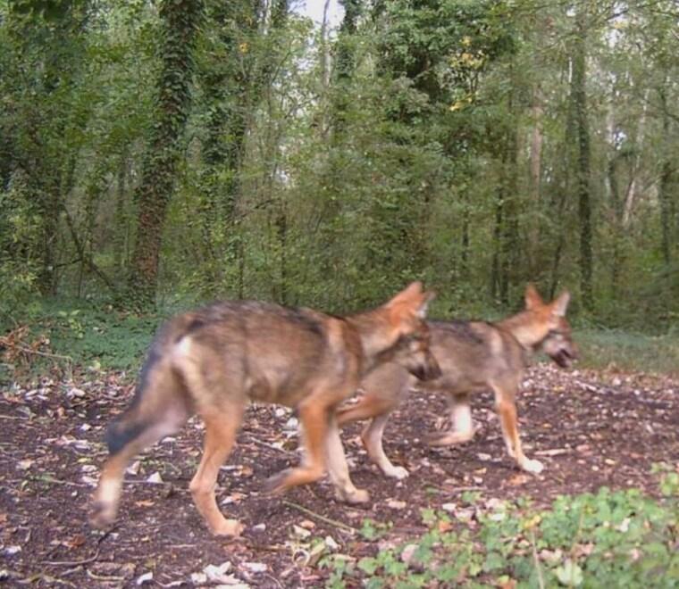 Lido Volano, giovane daino sbranato da un lupo
