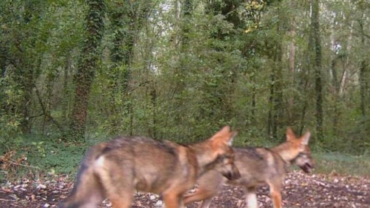 Lido Volano, giovane daino sbranato da un lupo