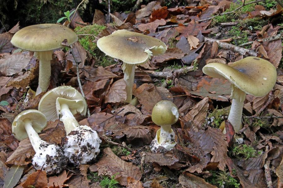 Funghi, stagione quasi finita ma occhio ai rischi: l’Amanita e gli altri da evitare