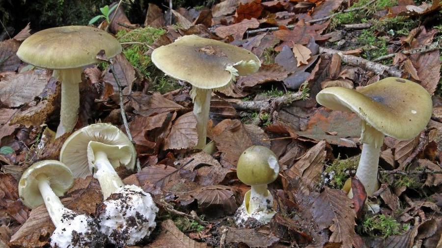 Funghi, stagione quasi finita ma occhio ai rischi: l’Amanita e gli altri da evitare