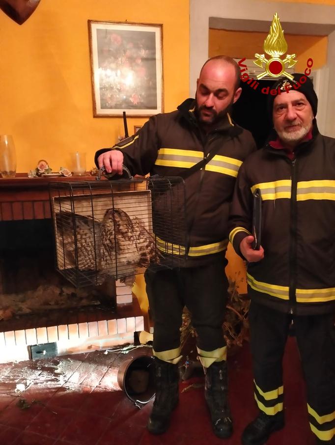 Molazzana, i vigili del fuoco liberano un allocco intrappolato