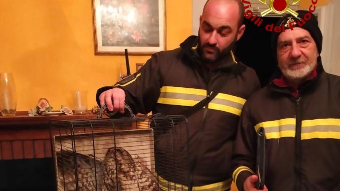 Molazzana, i vigili del fuoco liberano un allocco intrappolato