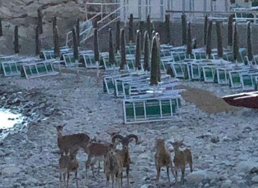 Mufloni alla Fenicia di Marciana Marina (foto d’archivio)