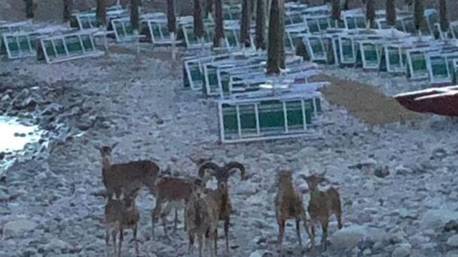 Mufloni alla Fenicia di Marciana Marina (foto d’archivio)